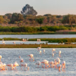 Der Nationalpark Coto de Doñana